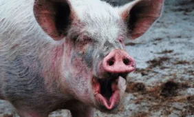 Meksikoje keliasdešimt žmonių mirė nuo kiaulių gripo