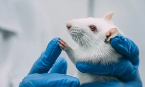 Atrado pykčio geną