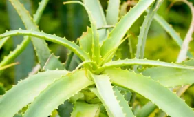 Alavijas – tikra gamtos dovana