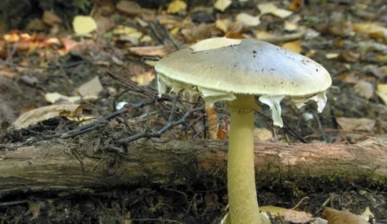 Grybavimo sezonas prasideda apsinuodijimais