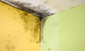 PSO: pelėsis patalpose stipriai didina ligų riziką