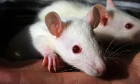 Mokslininkams pavyko išgydyti paralyžiuotas žiurkes