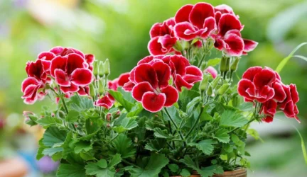 Pelargonijos aromatas mažina įtampą ir stresą