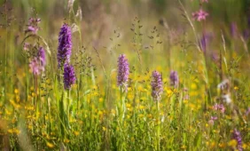 Sveikatos receptai iš pievos