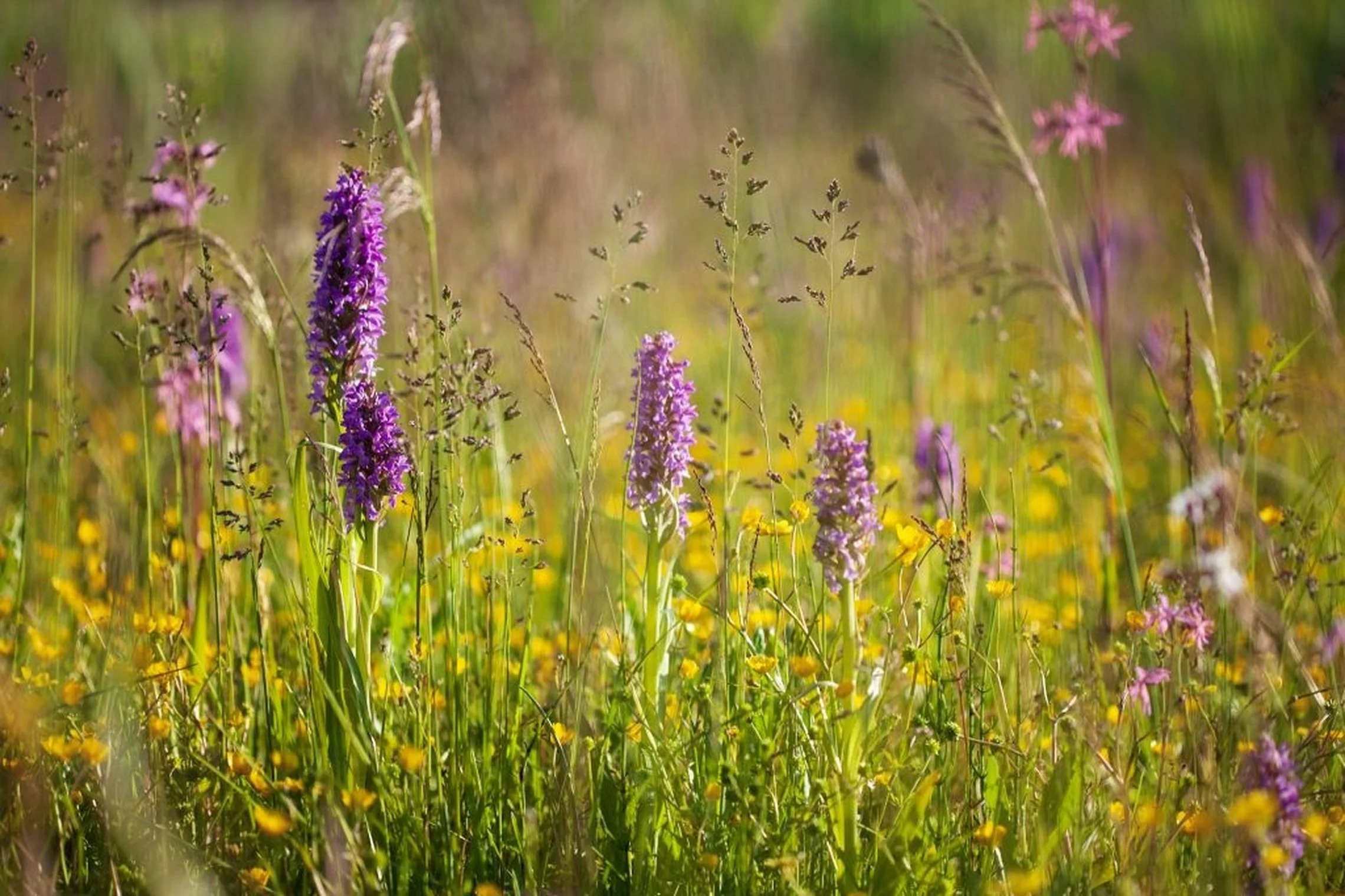 Sveikatos receptai iš pievos