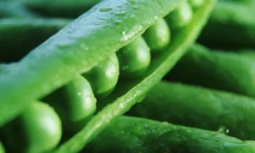 Žalieji žirneliai – vitaminų slėptuvė