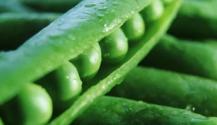 Žalieji žirneliai – vitaminų slėptuvė