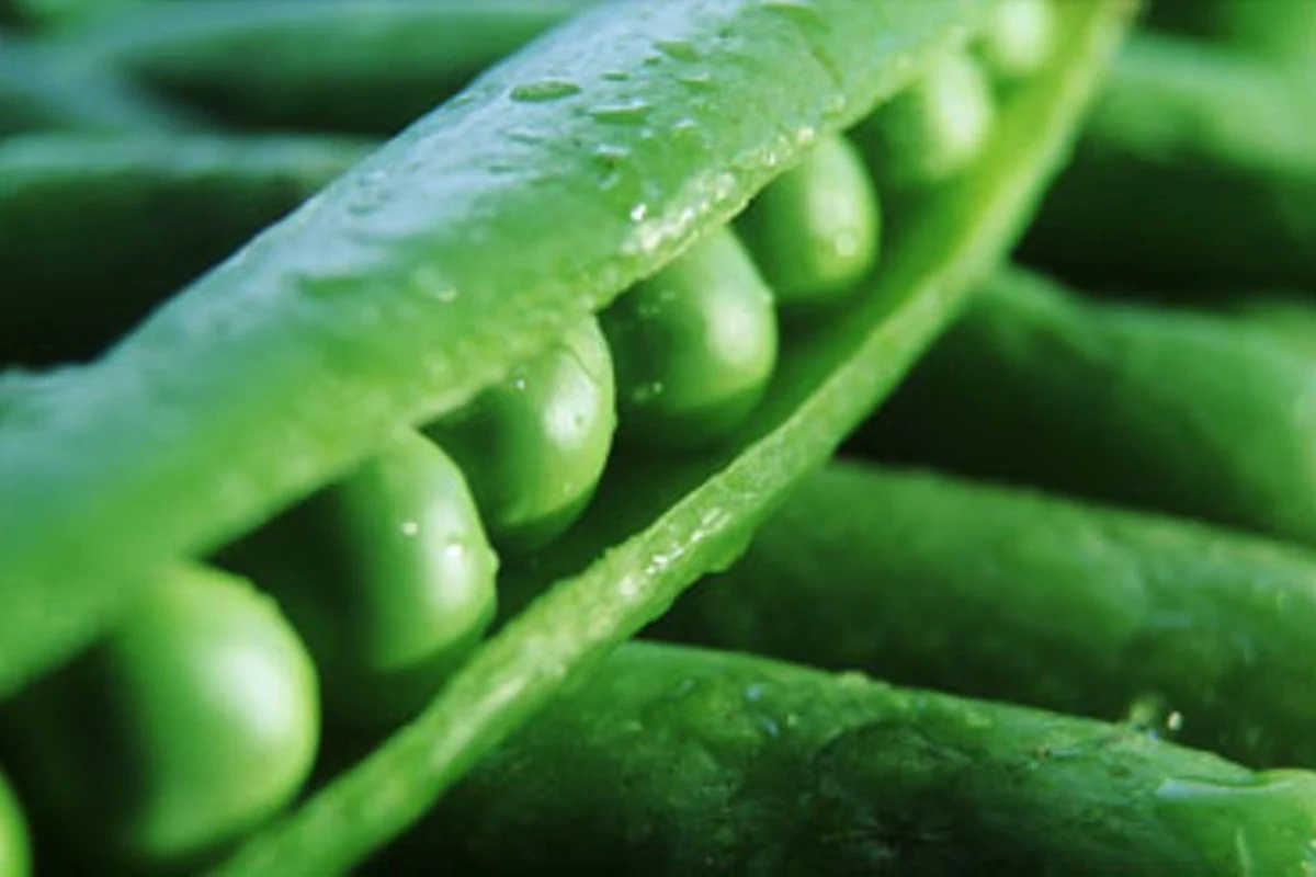 Žalieji žirneliai – vitaminų slėptuvė