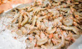 Krevečių lukštuose aptiktas raktas į žaizdų gijimą be randų
