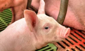 Kiaulių gripas – nebaisus