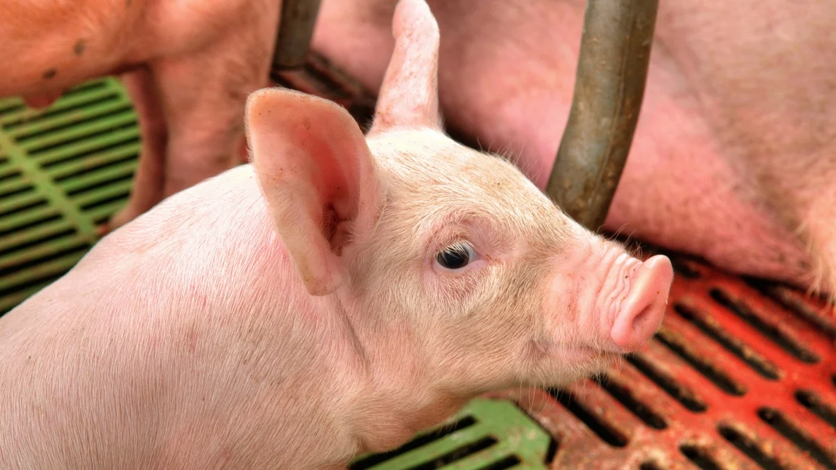 Kiaulių gripas – nebaisus