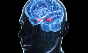 Žmogaus smegenys mažėja, bet evoliucija tęsiasi