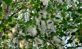 topolių pūkai