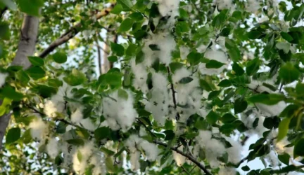 topolių pūkai