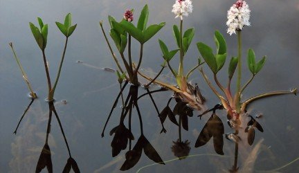 Puplaiškio lapai (Menyanthes trifoliata)
