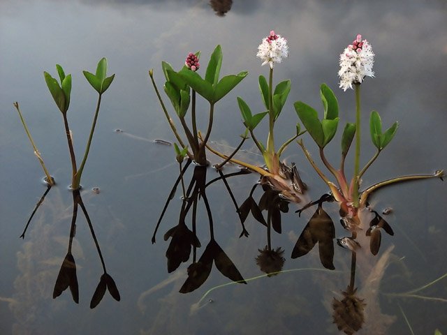 Puplaiškio lapai (Menyanthes trifoliata)