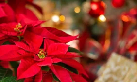 Šventinė nuotaika – tarsi vaistai