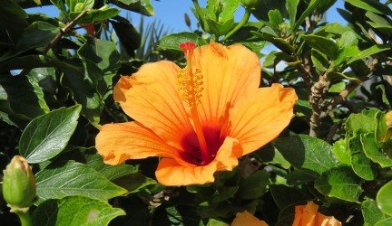 Hibiskai
