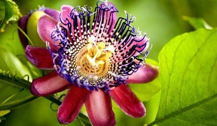 Pasiflora