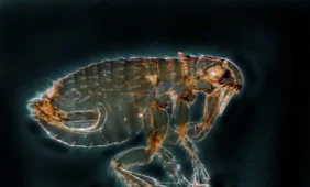 Iš nuobodulio tikrai galima mirti, rodo tyrimas