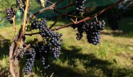Vynuogėse iš Indijos nustatytas pesticidas chlormekvatas