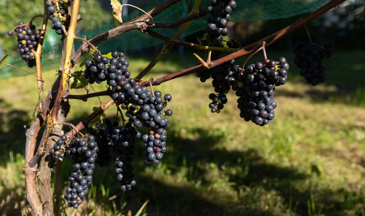 Vynuogėse iš Indijos nustatytas pesticidas chlormekvatas