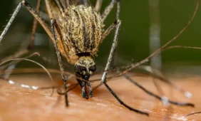 Kaip kovoti su uodų įkandimais?