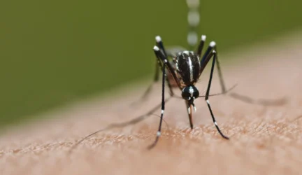 Uodai gali paveldėti nejautrumą DEET