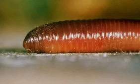 Išaiškinta paslaptis, kaip atgaivinami mirtinai sušalę žmonės