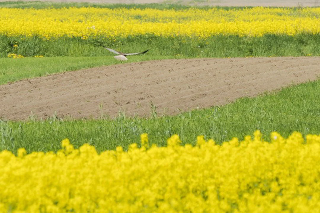 Lietuva pritaria siūlymui leisti ES šalims pačioms spręsti, ar auginti GMO