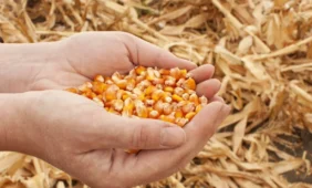 GMO produktai
