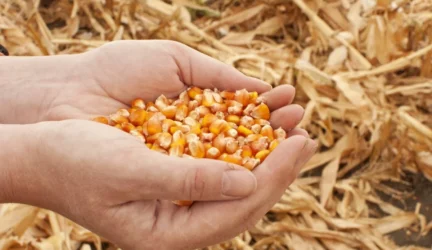 GMO produktai