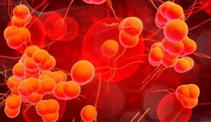 Britus gąsdina mikrobas, atsparus visiems antibiotikams