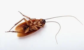 Ateities antibiotikai – iš tarakonų