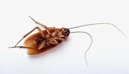Ateities antibiotikai – iš tarakonų