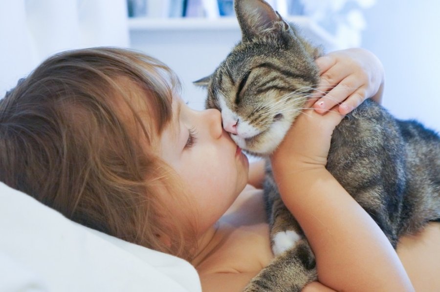 Katės sustiprina alergijos simptomus vaikams