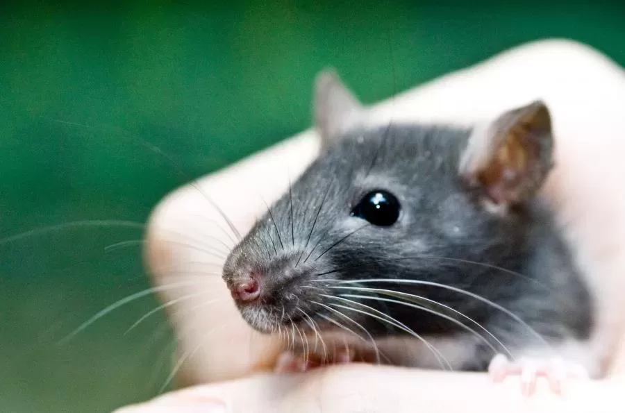 Pelių raumenų žaizdas medikai suaugino siūlais iš žmogaus ląstelių