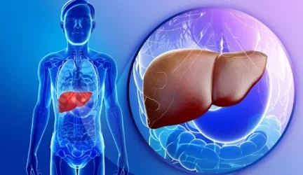 Bioinžinieriai ėmėsi kepenų
