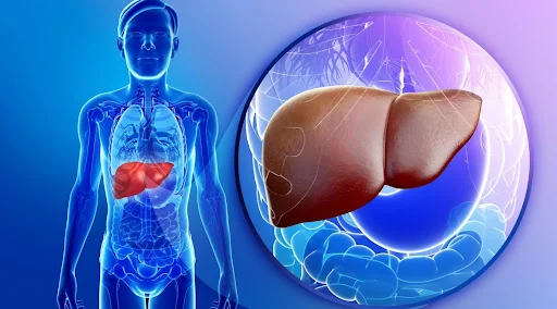 Bioinžinieriai ėmėsi kepenų