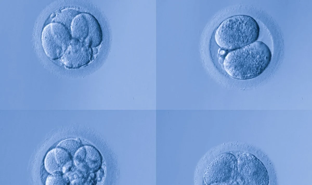 Mokslininkams pavyko tiesiogiai transformuoti odos ląsteles į kraujo ląsteles