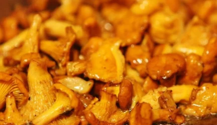 Sustabdyta nelegali grybų perdirbimo veikla
