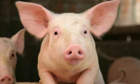 Egipte nuo kiaulių gripo mirė 56 žmonės