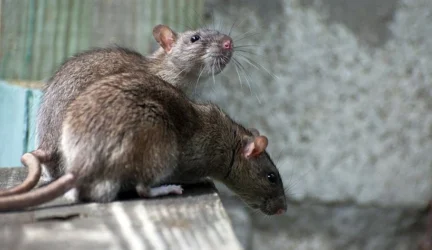 Tuberkuliozės diagnostikoje mikroskopus pakeis gigantiškos žiurkės?
