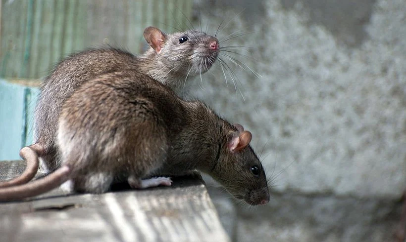 Tuberkuliozės diagnostikoje mikroskopus pakeis gigantiškos žiurkės?