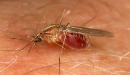 Genetiškai modifikuoti uodai nepernešinės maliarijos