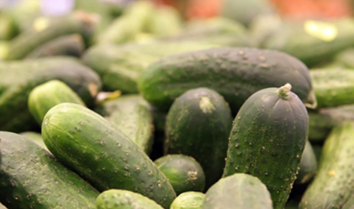 Pavojingos infekcijos priežastis – agurkai iš Ispanijos
