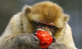 Vakcina nuo ŽIV buvo efektyvi tyrimuose su beždžionėmis