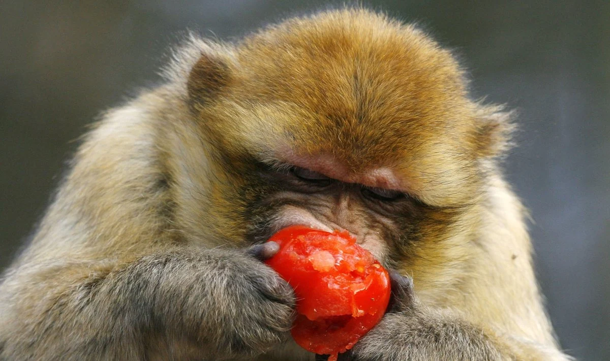 Vakcina nuo ŽIV buvo efektyvi tyrimuose su beždžionėmis