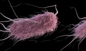 E. coli protrūkio paslaptis gilėja
