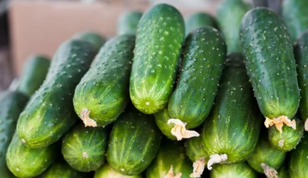 Lietuvos rinkoje esančiuose agurkuose pavojingos bakterijos nėra